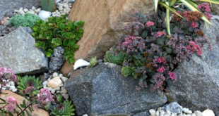 rock garden