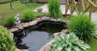 backyard pond