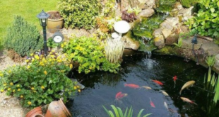 garden pond