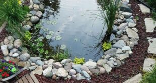 backyard pond