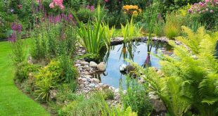 garden pond