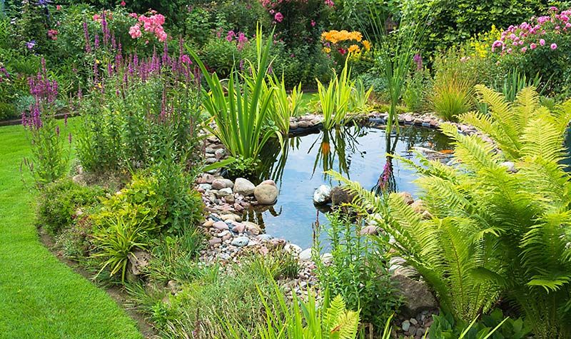 Creating a Tranquil Oasis with a Beautiful Garden Pond