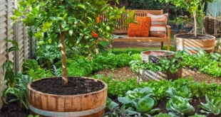 landscaping vegetable garden