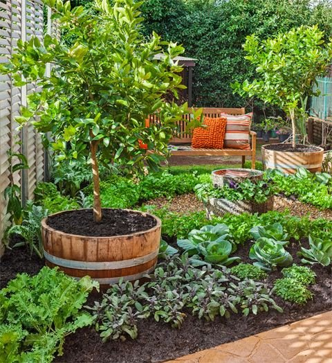 Creating a Vibrant Vegetable Garden Through Thoughtful Landscaping