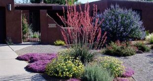 landscaping xeriscape