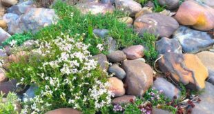 rock garden landscaping