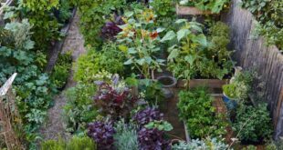 landscaping vegetable garden