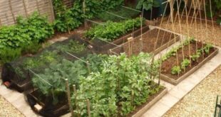 vegetable garden design layout