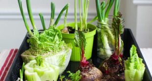 indoor herb garden