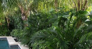 tropical pool landscaping