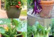 container gardening ideas