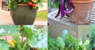 container gardening ideas