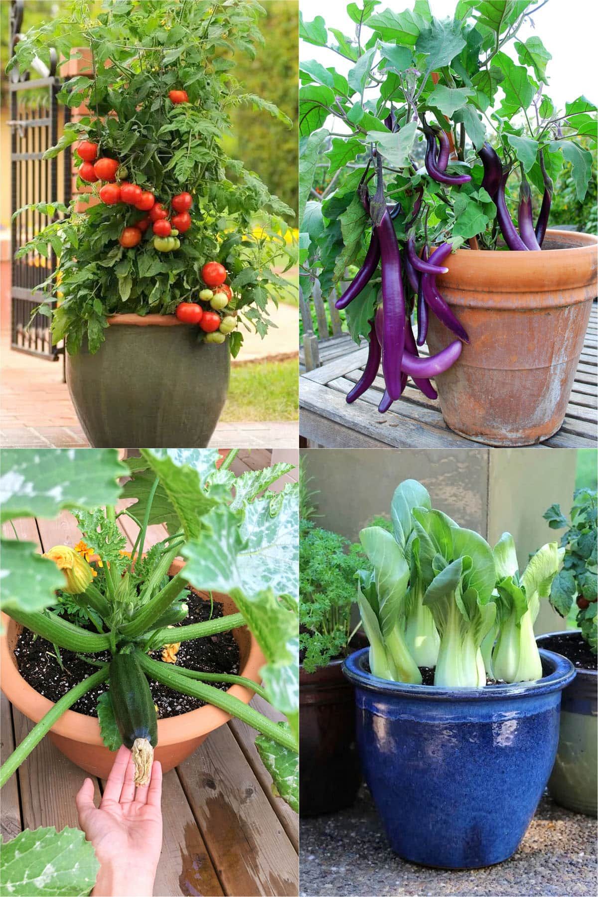 Creative Container Gardening Ideas for Small Spaces