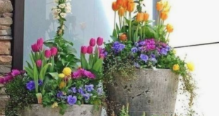 container gardening ideas