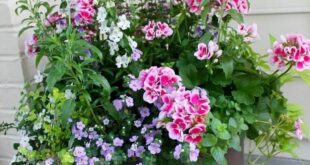 container gardening ideas