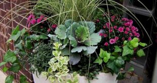 container gardening ideas