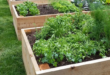 garden box ideas