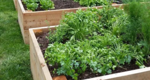 garden box ideas