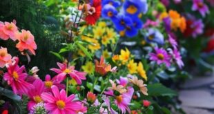 flower bed ideas