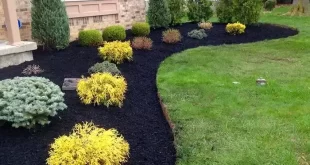 landscape ideas front yard