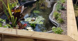 small garden ponds ideas