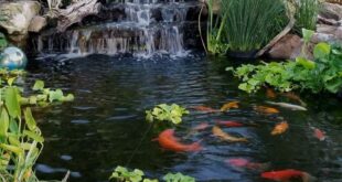 small garden ponds ideas