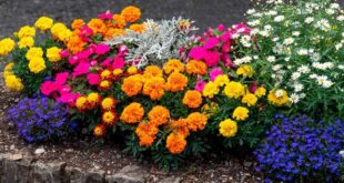 flower bed ideas