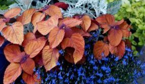 garden containers