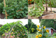 backyard vegetable garden ideas