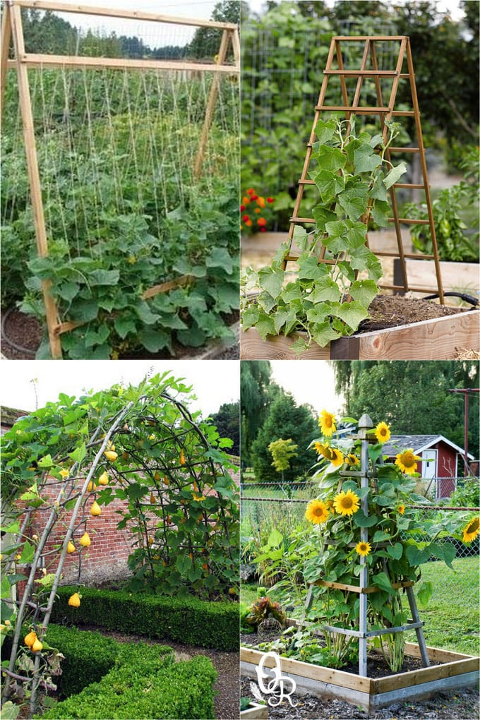 Creative Solutions for Maximizing Your Backyard Vegetable Garden Space