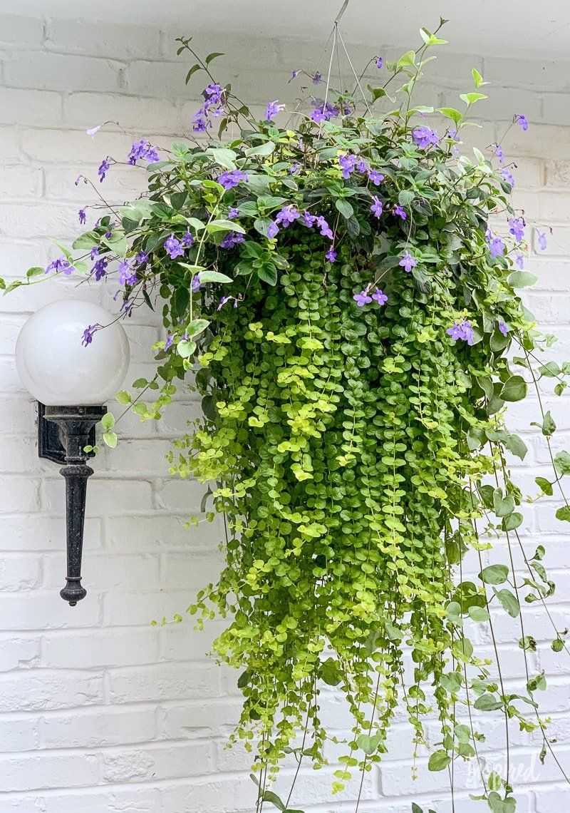 Creative Ways to Choose Containers for Your Garden