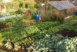 backyard vegetable garden ideas