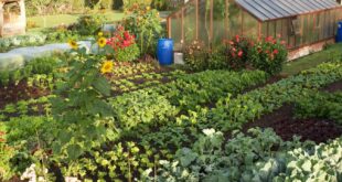 backyard vegetable garden ideas