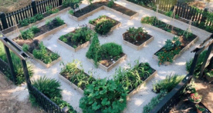 backyard vegetable garden ideas