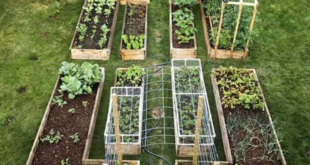 backyard vegetable garden ideas