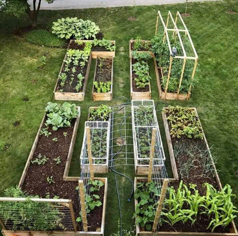 Creative Ways to Design a Beautiful Backyard Vegetable Garden