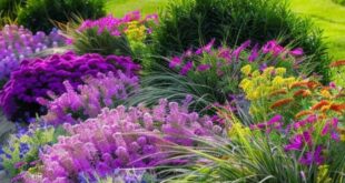 flower bed ideas