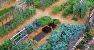 backyard vegetable garden ideas