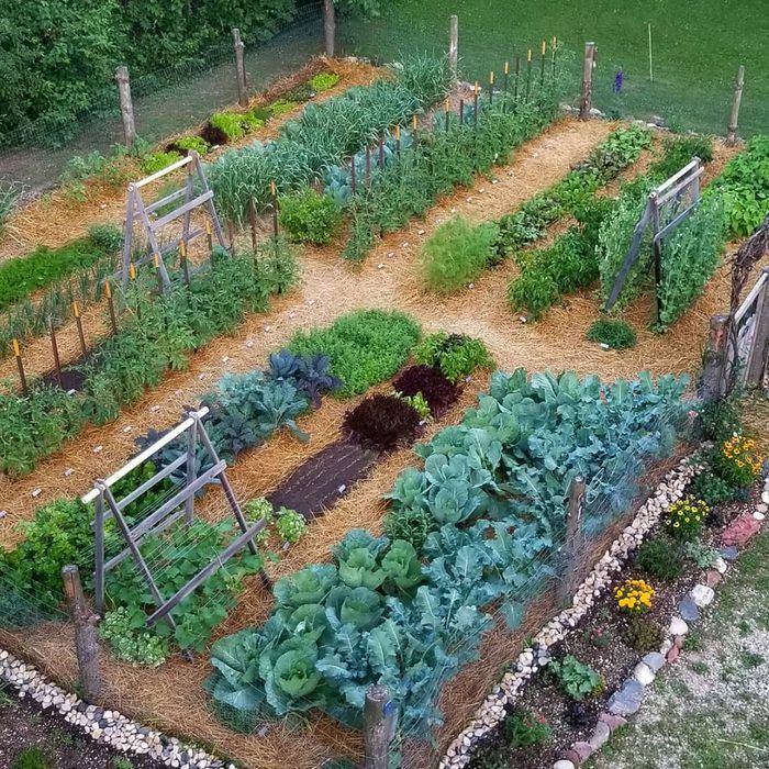 Creative Ways to Design and Cultivate Your Backyard Vegetable Garden