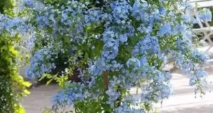 garden containers