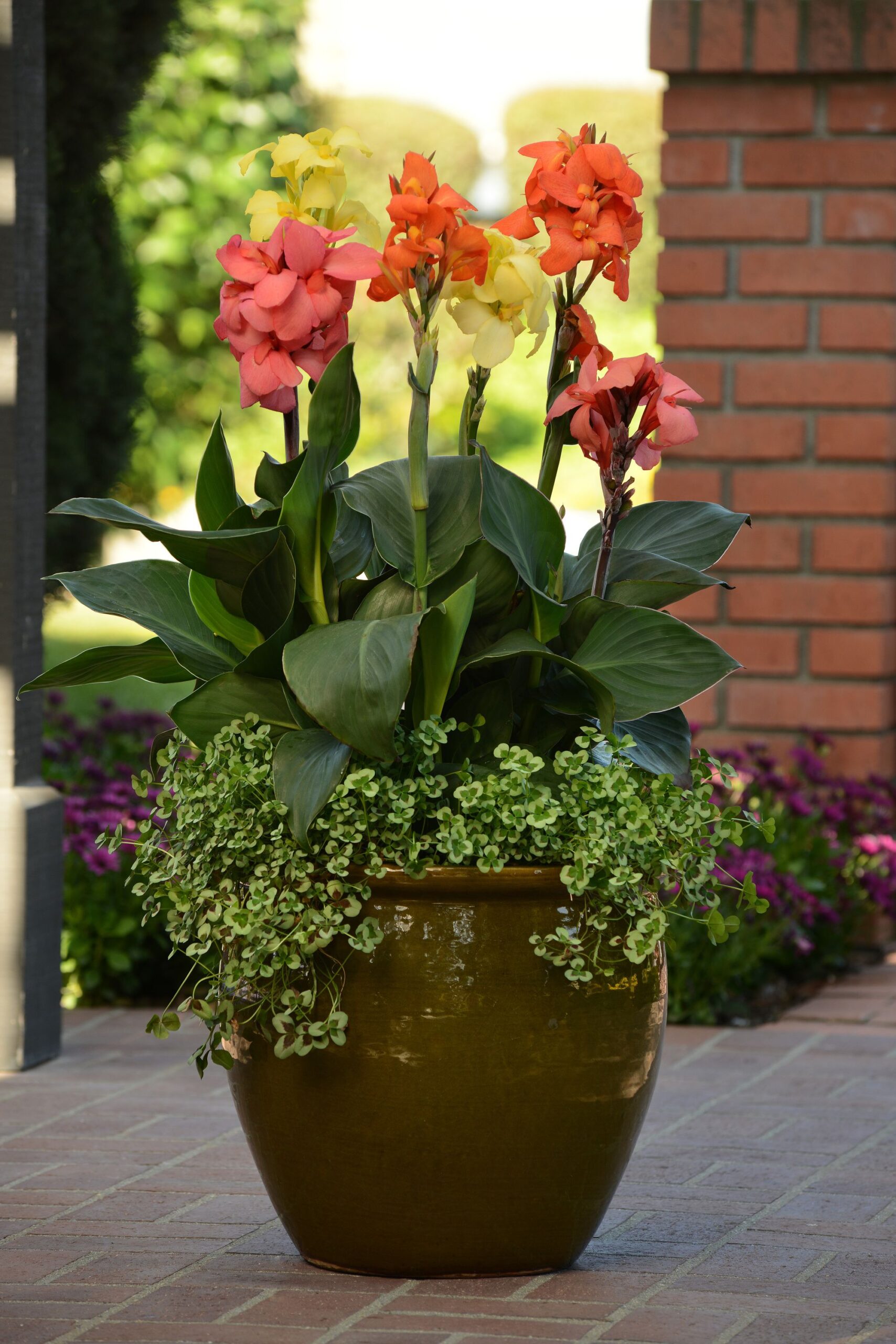 Creative Ways to Display Plants in Various Garden Containers