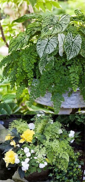 Creative Ways to Display Plants in Your Garden