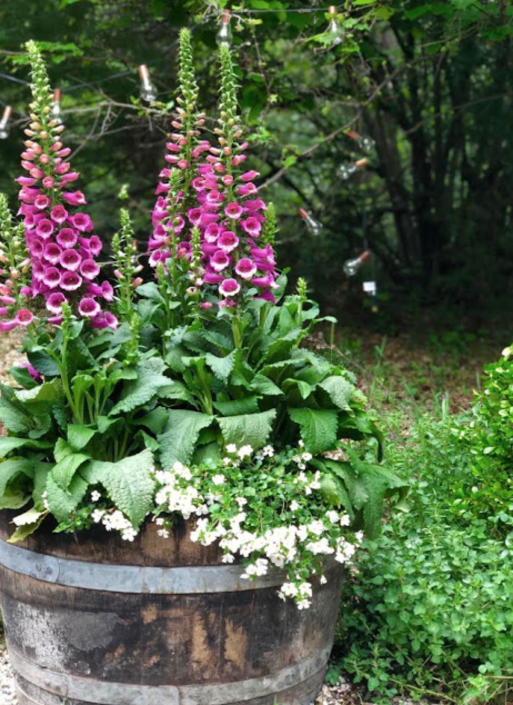 Creative Ways to Grow Plants in Containers