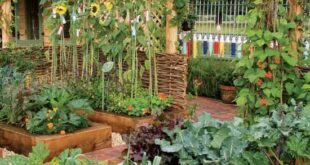 backyard vegetable garden ideas