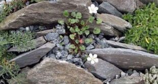 garden ideas with stones