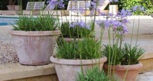 garden planter pots