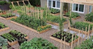 backyard vegetable garden ideas