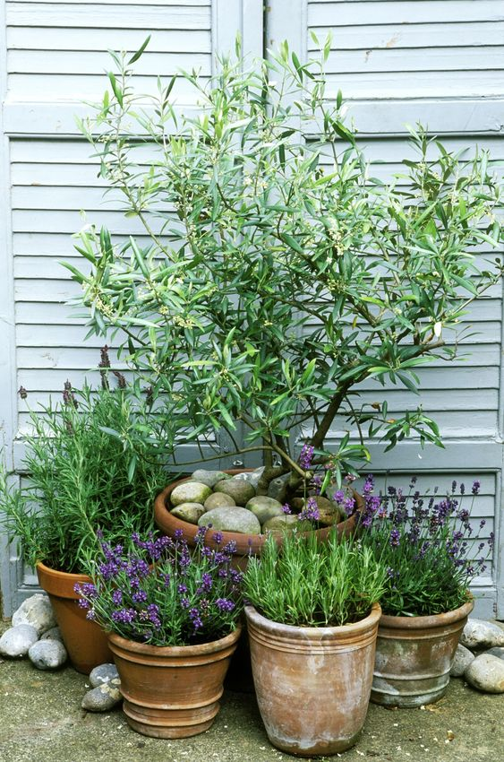 patio garden ideas