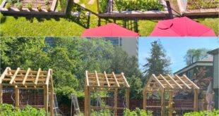 backyard vegetable garden ideas