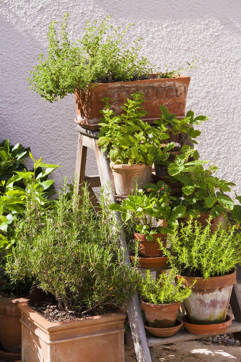 Creative and Beautiful Plant Arrangements
for Your Garden